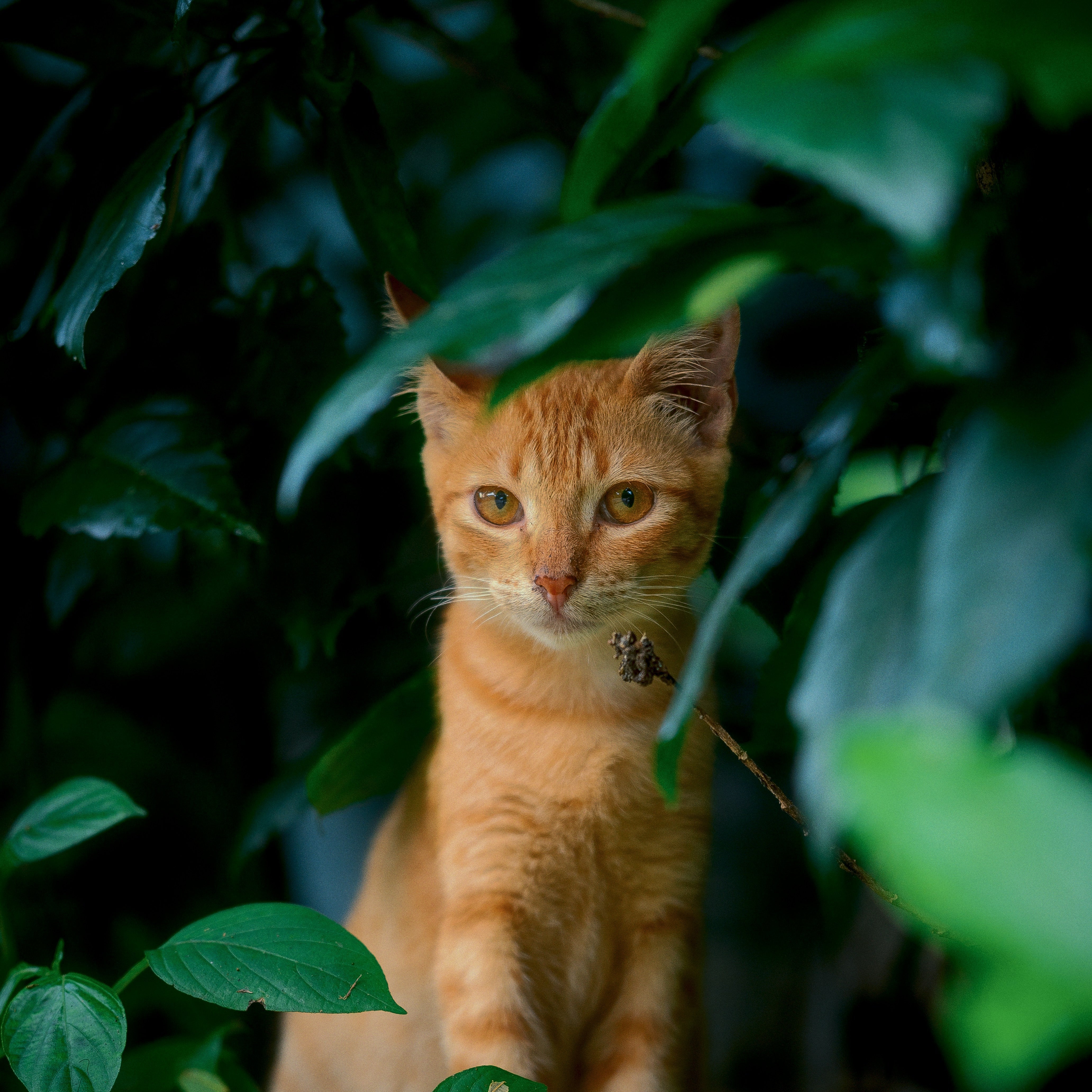 Socks that Save Cats